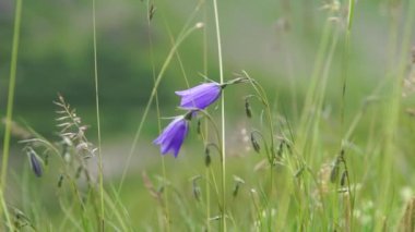 Dağ doruklarına landskape arka plan. Jungfrau, Bernese highland. Alpler, turizm ve kavram hiking macera