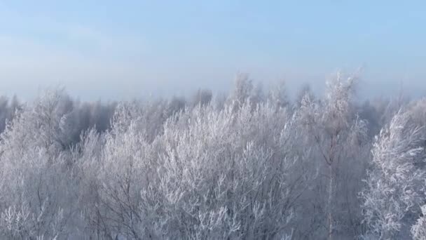 아름 다운 겨울 숲입니다. 무인 항공기에서 공중 보기. — 비디오