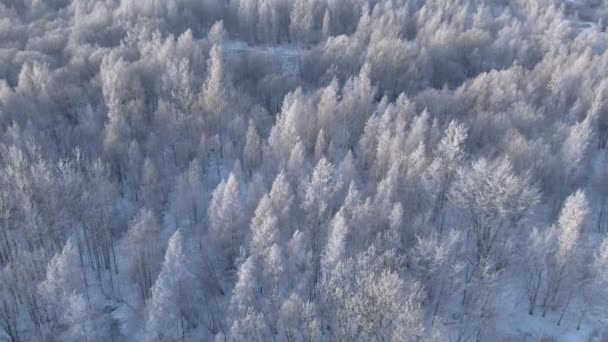 Güzel kış orman. Uçak üzerinden havadan görünümü. — Stok video