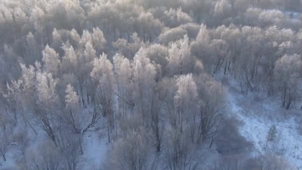 Bela Floresta Inverno Vista Aérea Drones Árvores Nevadas Natureza Landskape — Vídeo de Stock