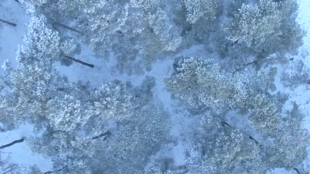 Bela floresta de inverno. Vista aérea do drone . — Vídeo de Stock