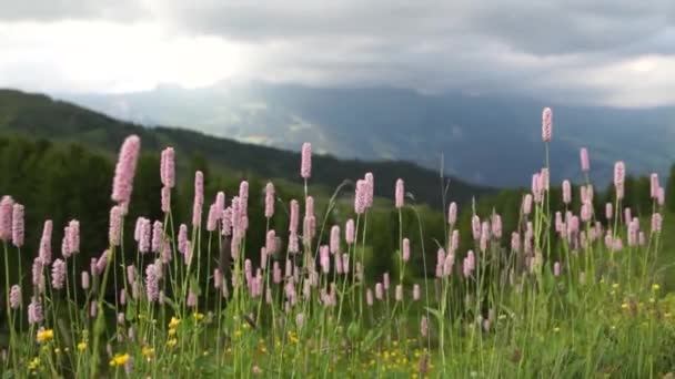 アルプス山脈の landskape の背景。ユングフラウ、ベルナー ・ ハイランド。アルプス、観光とハイキング概念冒険 — ストック動画