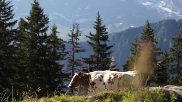 Alpine pieken landskape achtergrond. Jungfrau, Berner highland. Alpen, toerisme en avontuur wandelen concept — Stockvideo