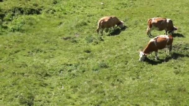 Pics alpins fond de l'éboulis. Jungfrau, région montagneuse bernoise. Alpes, tourisme et aventure concept de randonnée 