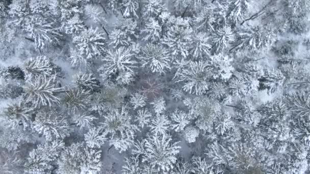 Hermoso Bosque Invierno Árboles Nieve Vista Aérea Desde Dron — Vídeo de stock