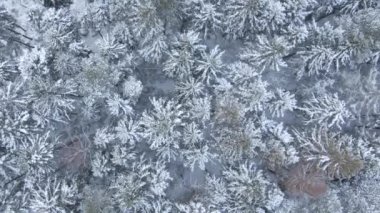 Güzel kış orman. Ağaçlar ve kar. Uçak üzerinden havadan görünümü.