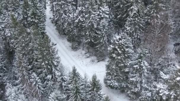 Belle Forêt Hiver Arbres Neige Vue Aérienne Depuis Drone — Video