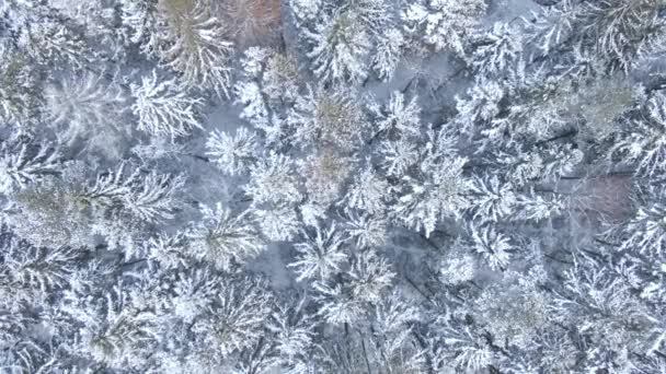 Όμορφο Χειμώνα Δάσος Δένδρα Και Χιόνι Αεροφωτογραφία Από Drone — Αρχείο Βίντεο