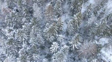 Güzel kış orman. Ağaçlar ve kar. Uçak üzerinden havadan görünümü.