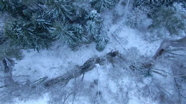Güzel Kış Orman Ağaçlar Kar Uçak Üzerinden Havadan Görünümü — Stok video