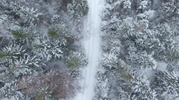 Güzel Kış Orman Ağaçlar Kar Uçak Üzerinden Havadan Görünümü — Stok video