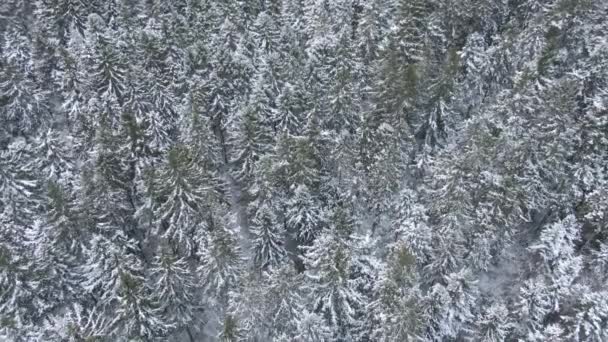 Прекрасный Зимний Лес Деревья Снег Вид Воздуха Беспилотника — стоковое видео