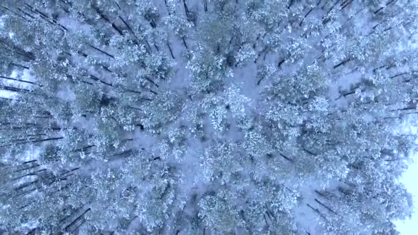 美しい冬の森 木と雪 ドローンから空撮 — ストック動画