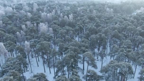 Wunderschöner Winterwald Bäume Und Schnee Luftaufnahme Aus Der Drohne — Stockvideo