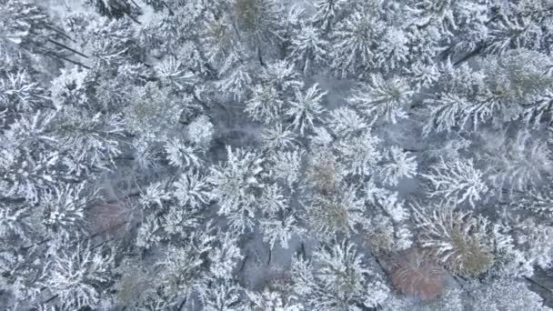 Wunderschöner Winterwald Bäume Und Schnee Luftaufnahme Aus Der Drohne — Stockvideo