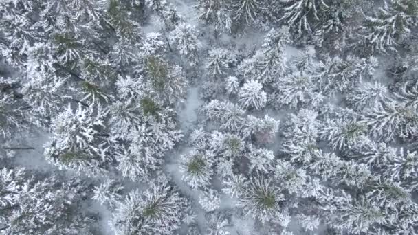 Belle forêt d'hiver. Arbres et neige. Vue aérienne depuis le drone .