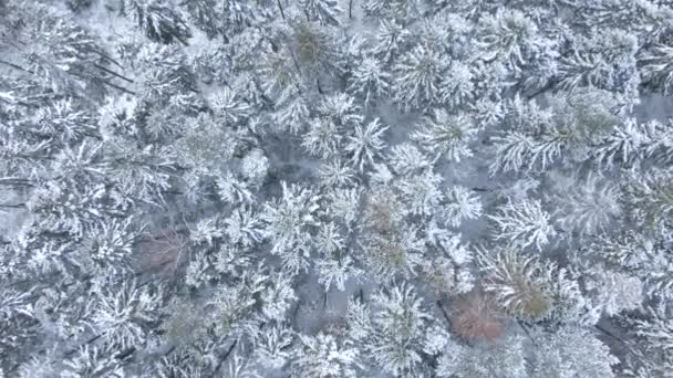 Vackra Vinter Skog Träd Och Snö Flygfoto Från Drönaren — Stockvideo