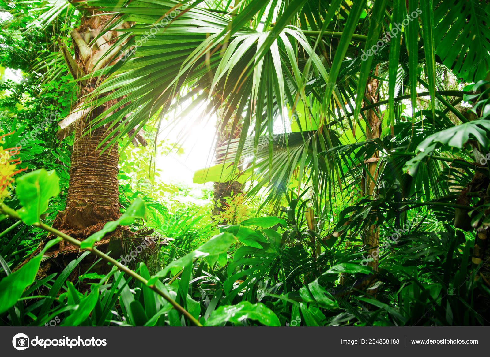 Beautiful Exotic Plants Jungle Green Leaves Tropical Wallpaper Background Stock Photo Image By C Shmeljov