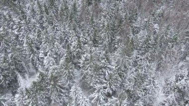 Güzel kış orman. Ağaçlar ve kar. Uçak üzerinden havadan görünümü.