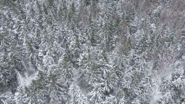 Wunderschöner Winterwald Bäume Und Schnee Luftaufnahme Aus Der Drohne — Stockvideo