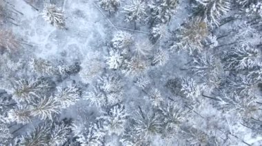 Güzel kış orman. Ağaçlar ve kar. Uçak üzerinden havadan görünümü.