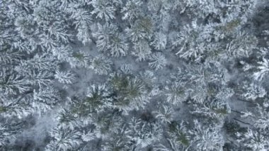 Güzel kış orman. Ağaçlar ve kar. Uçak üzerinden havadan görünümü.