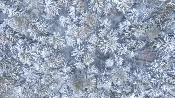 Όμορφο Χειμώνα Δάσος Δένδρα Και Χιόνι Αεροφωτογραφία Από Drone — Αρχείο Βίντεο