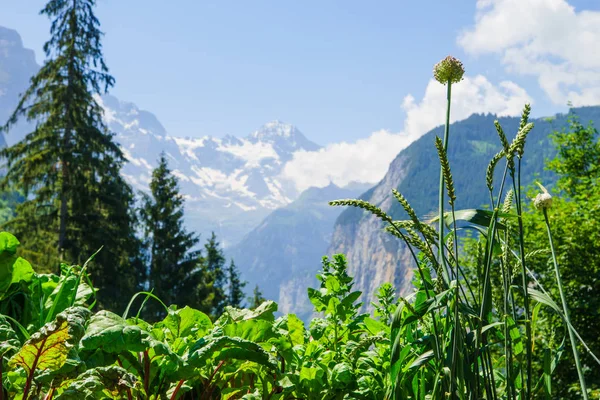 Alpengipfel Landschaft Hintergrund Lauterbrunnen Jungfrau Berner Hochland Alpen Tourismusreise Wanderkonzept — Stockfoto