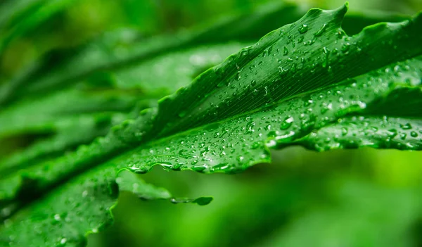 Hermosas Plantas Exóticas Selva Hojas Verdes Fondo Pantalla Tropical — Foto de Stock