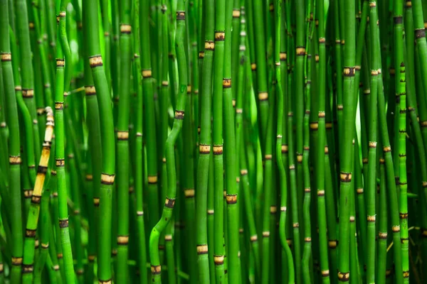 Vackra Bamboo Konsistens Bakgrund Gröna Asiatiska Växter Från Djungeln — Stockfoto