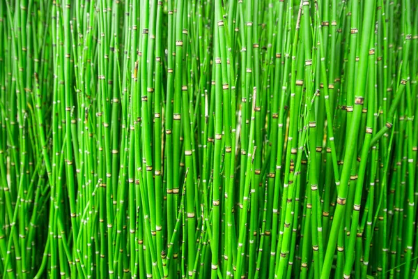 Bela Textura Bambu Fundo Verde Asiático Plantas Selva — Fotografia de Stock