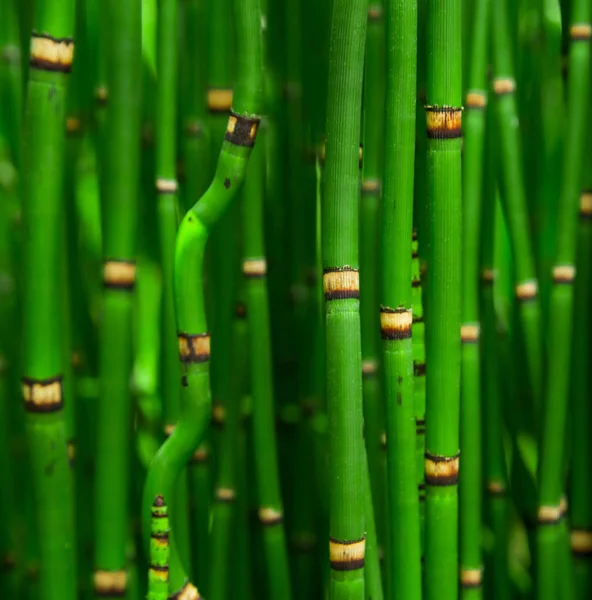 Bela Textura Bambu Fundo Verde Asiático Plantas Selva — Fotografia de Stock