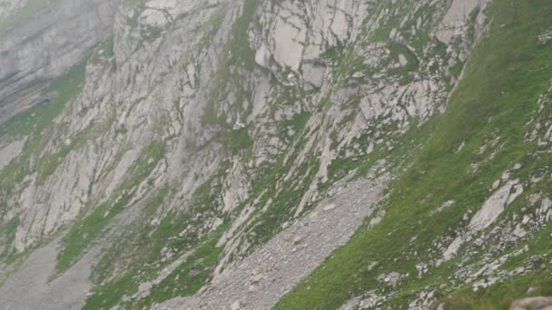 Des Moutons Dans Les Montagnes Pics Alpins Paysage Arrière Plan — Video