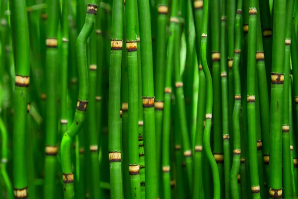 Bela Textura Bambu Fundo Verde Asiático Plantas Selva — Fotografia de Stock