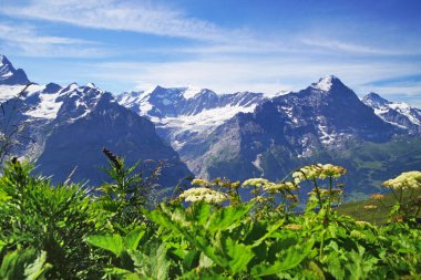 Alpine peaks of Grindelwald and Jungfrau. Landscape background of Bernese highland. Alps, tourism, journey, traveling and hiking concept. clipart