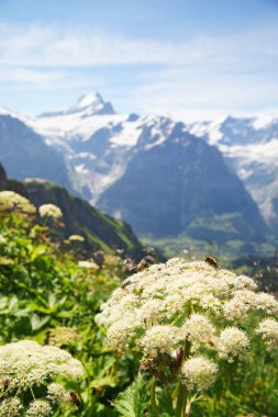 Grindelwald ve Jungfrau dağ doruklarına. Bernese highland manzara arka plan. Alpler, turizm, seyahat, seyahat ve hiking kavramı.