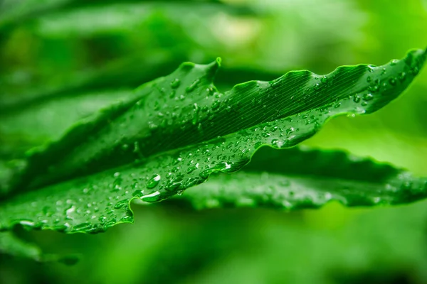 Hermosas plantas exóticas de la selva. Hojas verdes. Fondo de pantalla tropical . — Foto de Stock