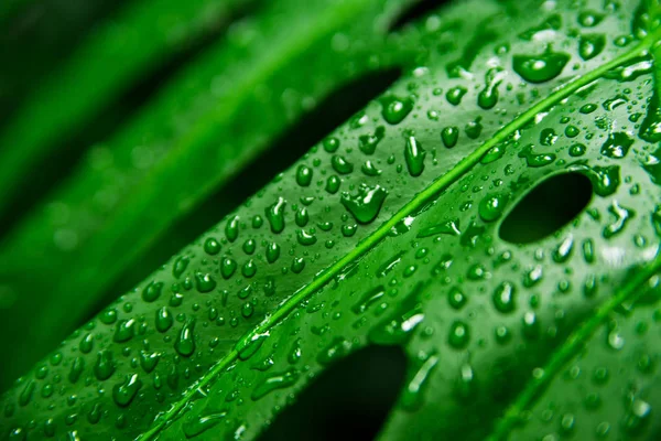 Hermosas plantas exóticas de la selva. Hojas verdes. Fondo de pantalla tropical . — Foto de Stock