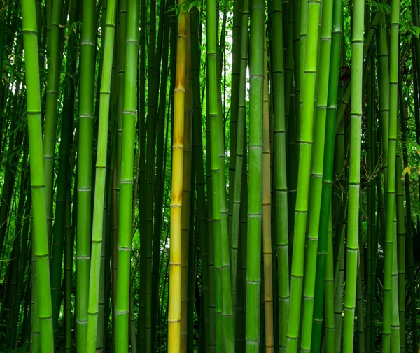 Bela textura de bambu fundo. Verde asiático plantas . — Fotografia de Stock