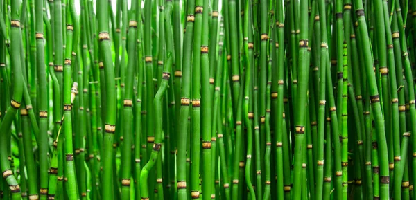 Gyönyörű bambusz textúra a háttér. Zöld-ázsiai növény. — Stock Fotó