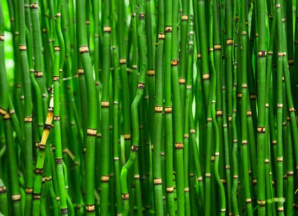 Vackra Bamboo Konsistens Bakgrund Gröna Asiatiska Växter Från Djungeln — Stockfoto
