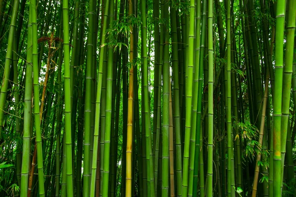 竹写真素材 ロイヤリティフリー竹画像 Depositphotos 竹写真素材 ロイヤリティフリー竹画像 Depositphotos