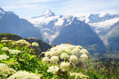 Grindelwald ve Jungfrau dağ doruklarına. Bernese highland manzara arka plan. Alpler, turizm, seyahat, seyahat ve hiking kavramı.