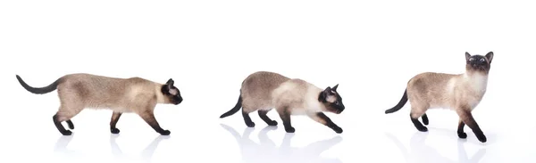 Сиамская Кошка Изолирована Белом Фоне Коллекция — стоковое фото