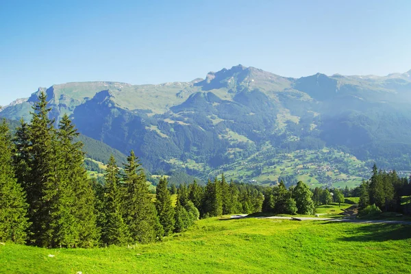 Pics Alpins Grindelwald Jungfrau Fond Paysager Des Hautes Terres Bernoises — Photo