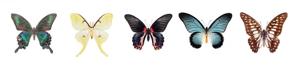 Set Von Schönen Und Bunten Schmetterlingen Isoliert Auf Weißem Hintergrund — Stockfoto