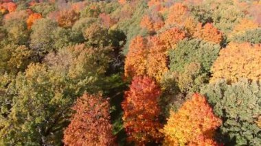 Güzel Sonbahar Forrest Over Epic Flight. Renkli Ağaçlar Drone Anten.