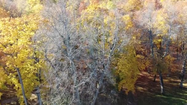 Vol épique au-dessus de la belle forêt d'automne. Arbres Colorés Drone Aérien .