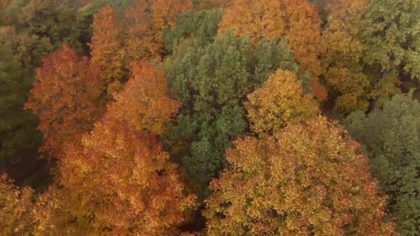 史诗般的飞行在美丽的秋天福雷斯特 五颜六色的树木无人机空中 — 图库视频影像