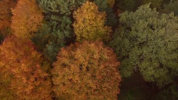 Epischer Flug Über Den Wunderschönen Herbstwald Bunte Bäume Dröhnen Aus — Stockvideo